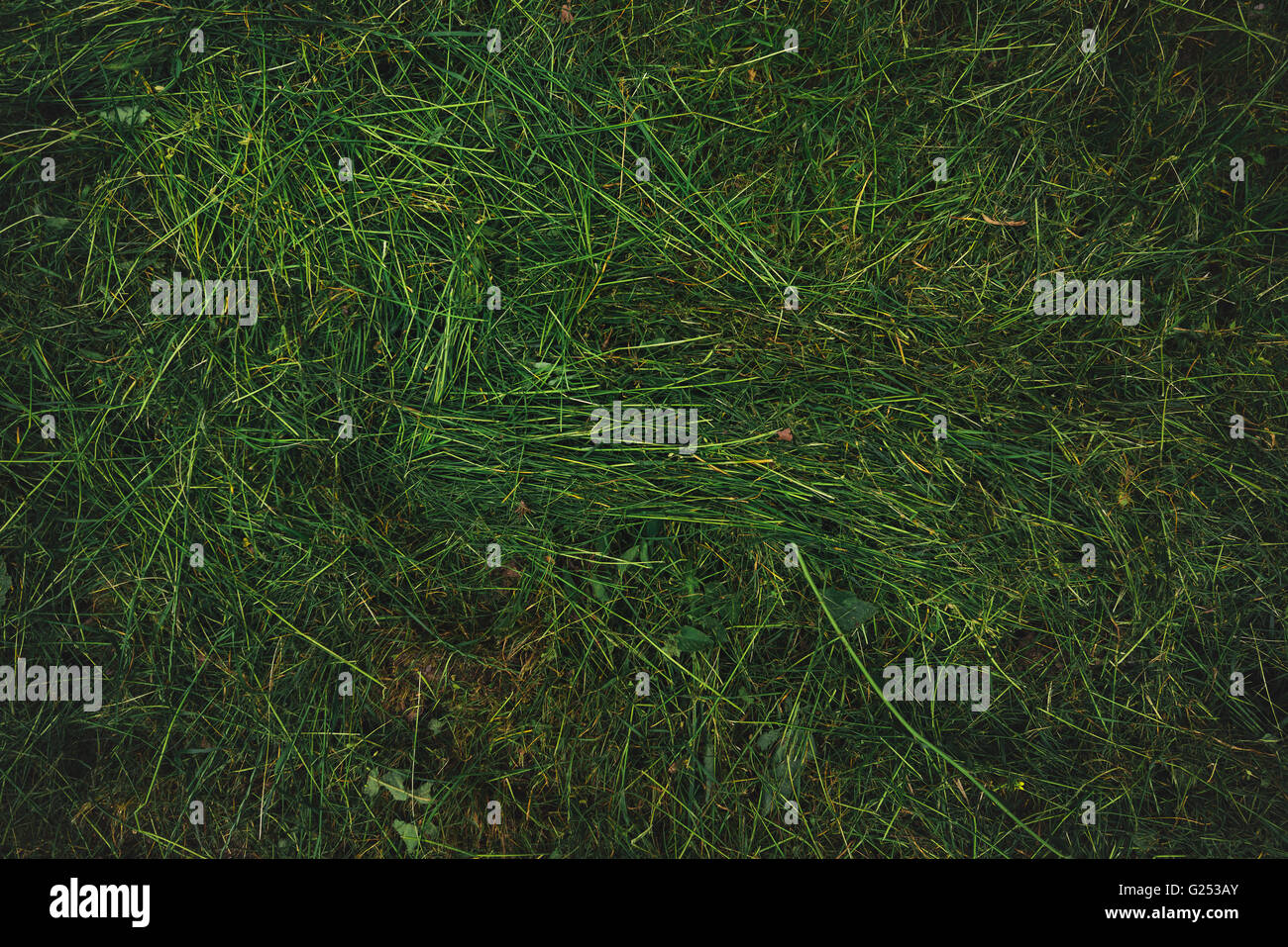 La texture de l'herbe fraîchement tondue, pelouse tondue Vue de dessus les champs Banque D'Images