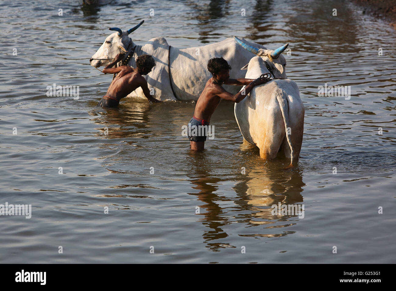 L'homme lave-boeufs dans un lac près de Village Mahur, Maharashtra en Inde Banque D'Images