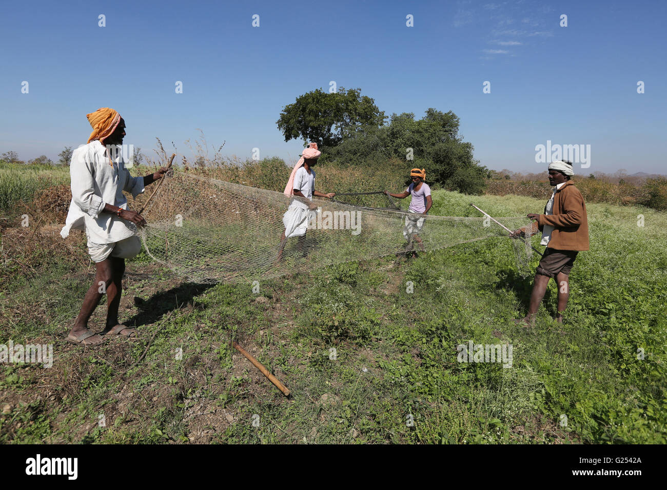 ANDH TRIBU - chasseurs tribaux mise vers le haut d'un filet en nylon pour attraper les lapins. Injegaon dans le Maharashtra en Inde Banque D'Images