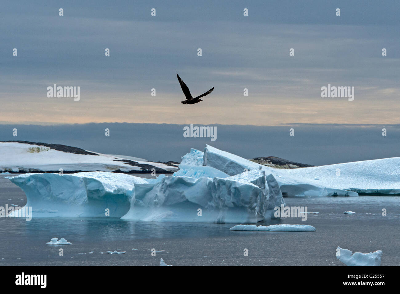 Brown Labbe survolant icebergs Cuverville Island , l'Antarctique Banque D'Images