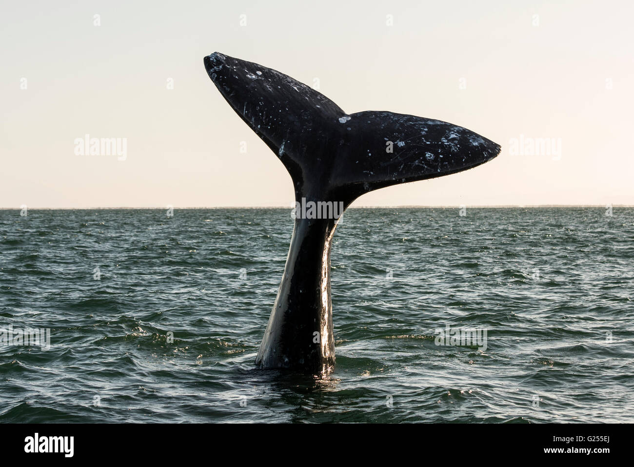 Gray whale fluke San Ignacio Lagoon, Baja California, Mexique Banque D'Images