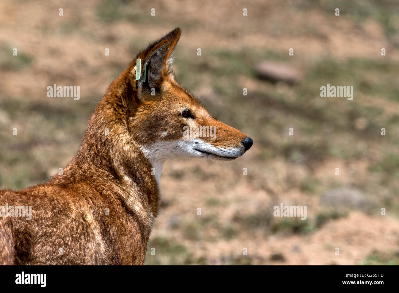 Loup éthiopien près de balle de montagnes, l'Ethiopie Banque D'Images