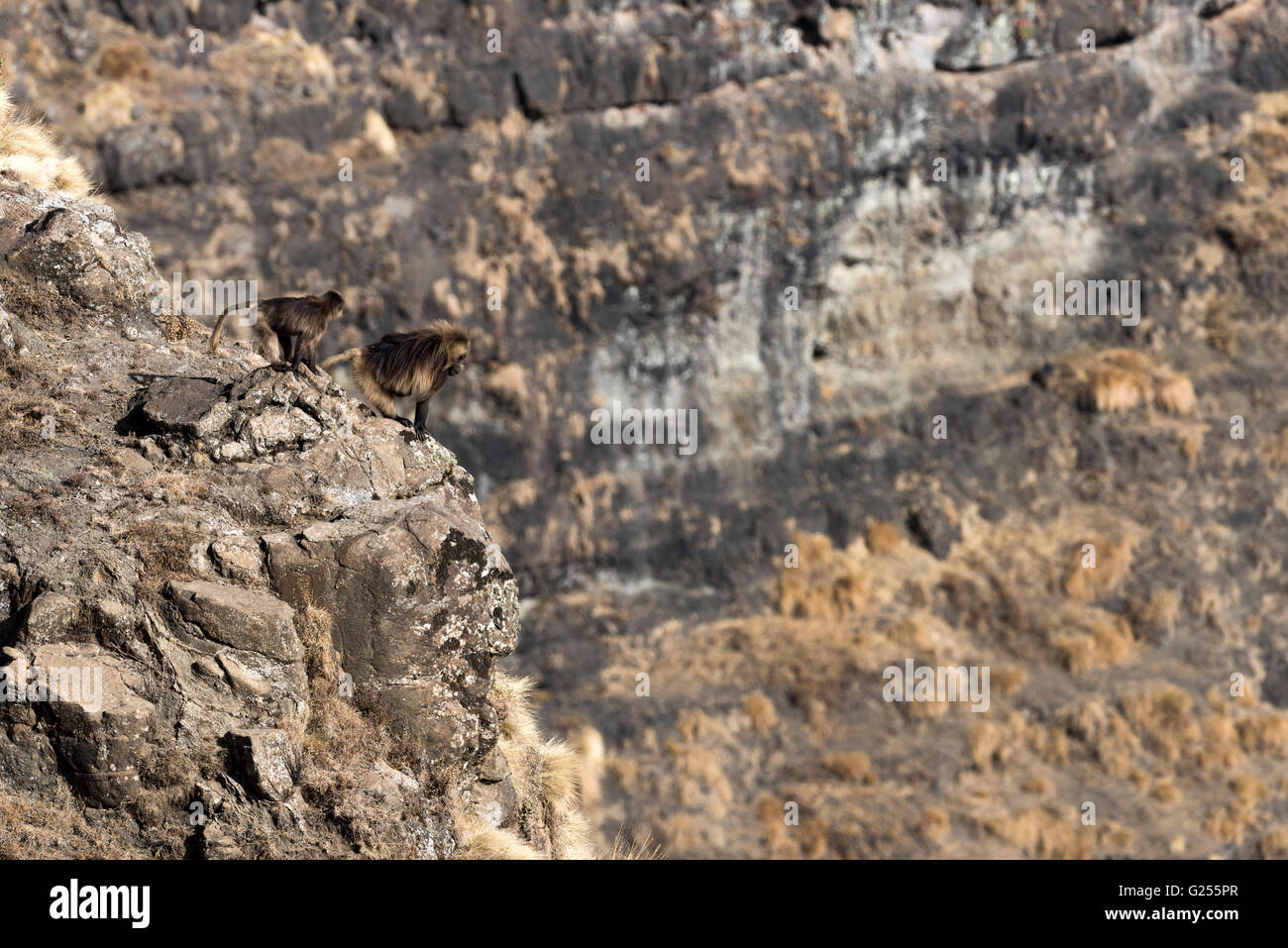 Singe Gelada sur les falaises du parc national montagnes du Simien, Ethiopie Banque D'Images