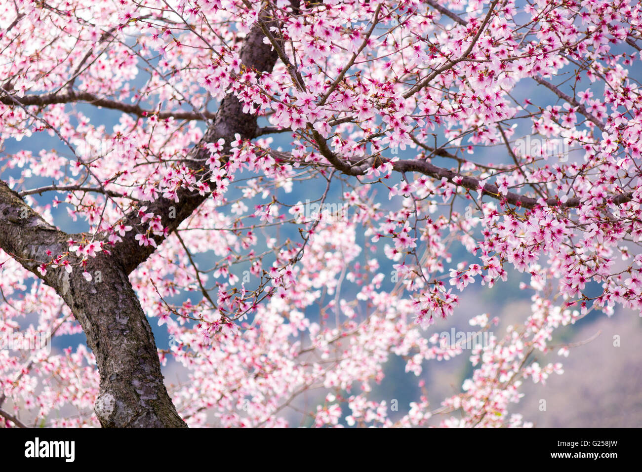 Cherry Blossom arch Banque D'Images