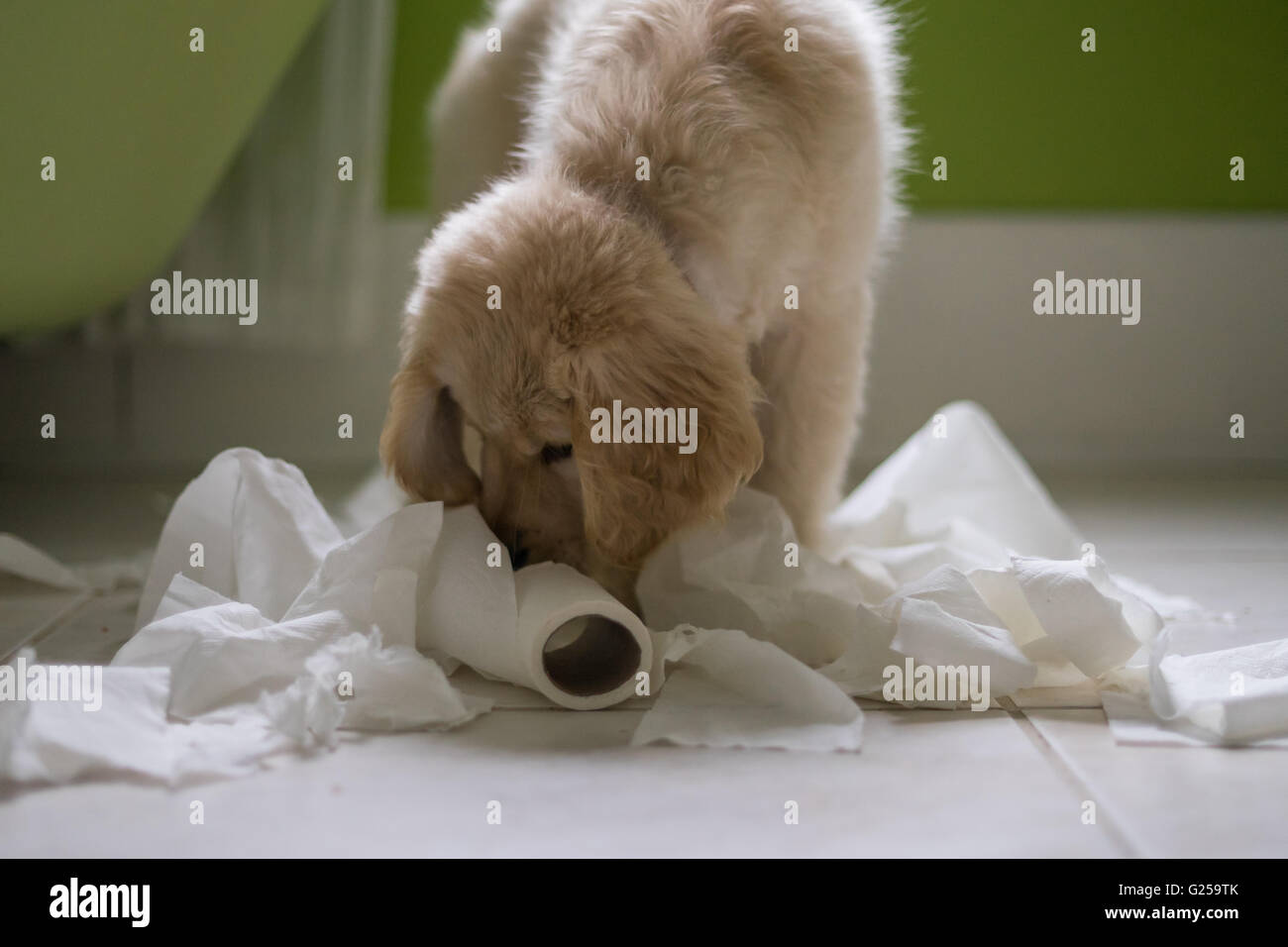 Chiot golden retriever chien jouant avec rouleau de papier toilette dans la salle de bains Banque D'Images