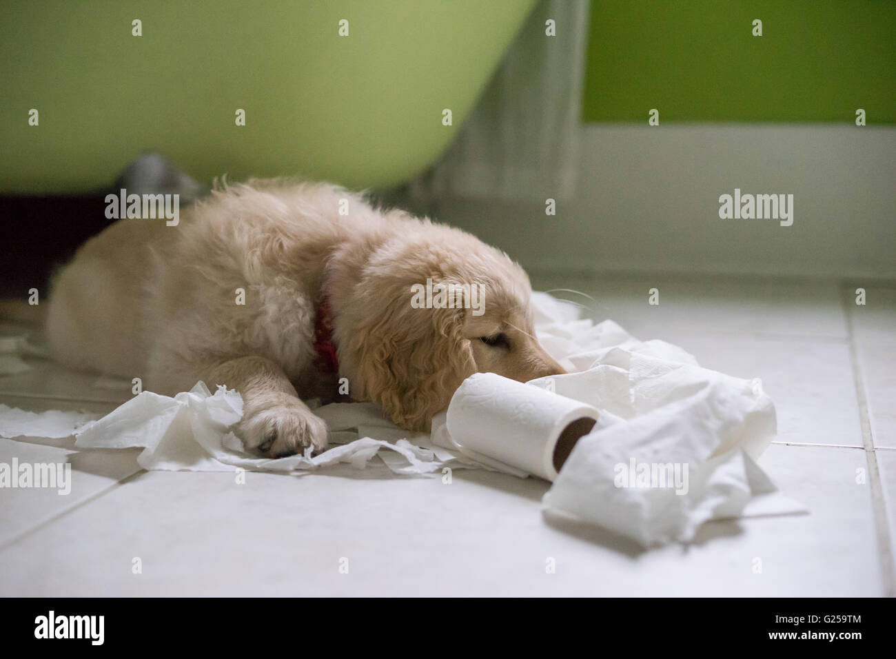 Chiot golden retriever chien jouant avec rouleau de papier toilette dans la salle de bains Banque D'Images
