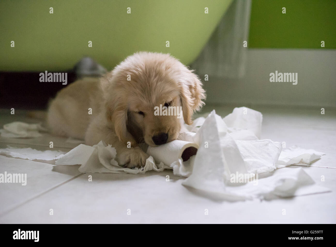 Chiot golden retriever chien jouant avec rouleau de papier toilette dans la salle de bains Banque D'Images