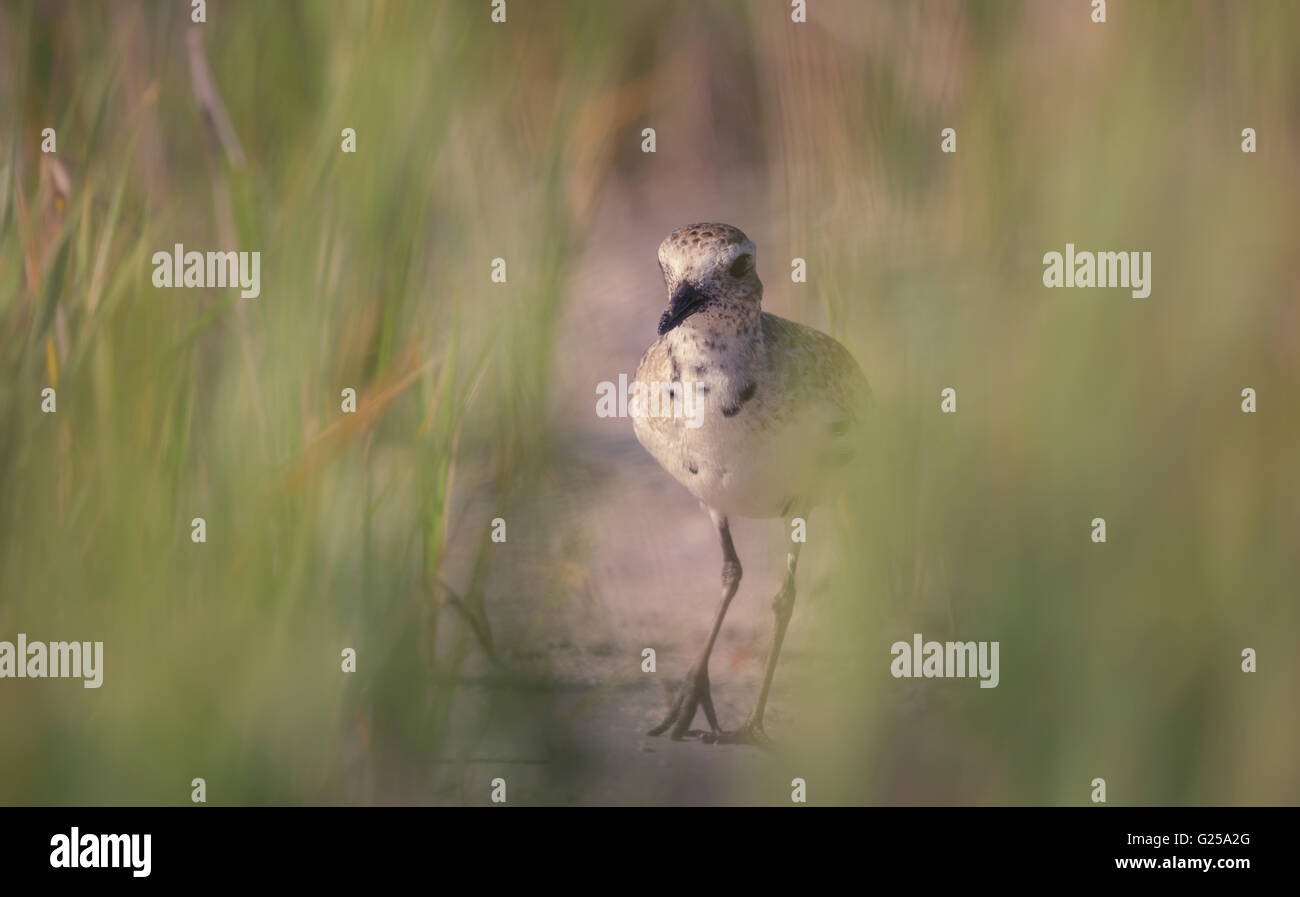 Pluvier à ventre noir (Pluvialis squatarola) debout dans de la haute herbe, fort de Soto, Floride, États-Unis Banque D'Images