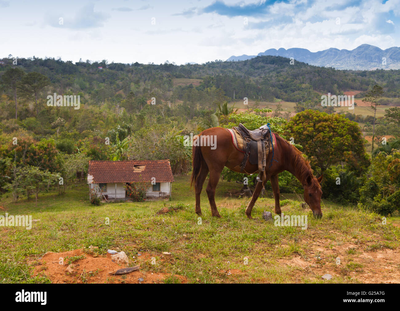 Cheval de pâturage dans la région de Viñales, Pinar del Rio, Cuba Banque D'Images