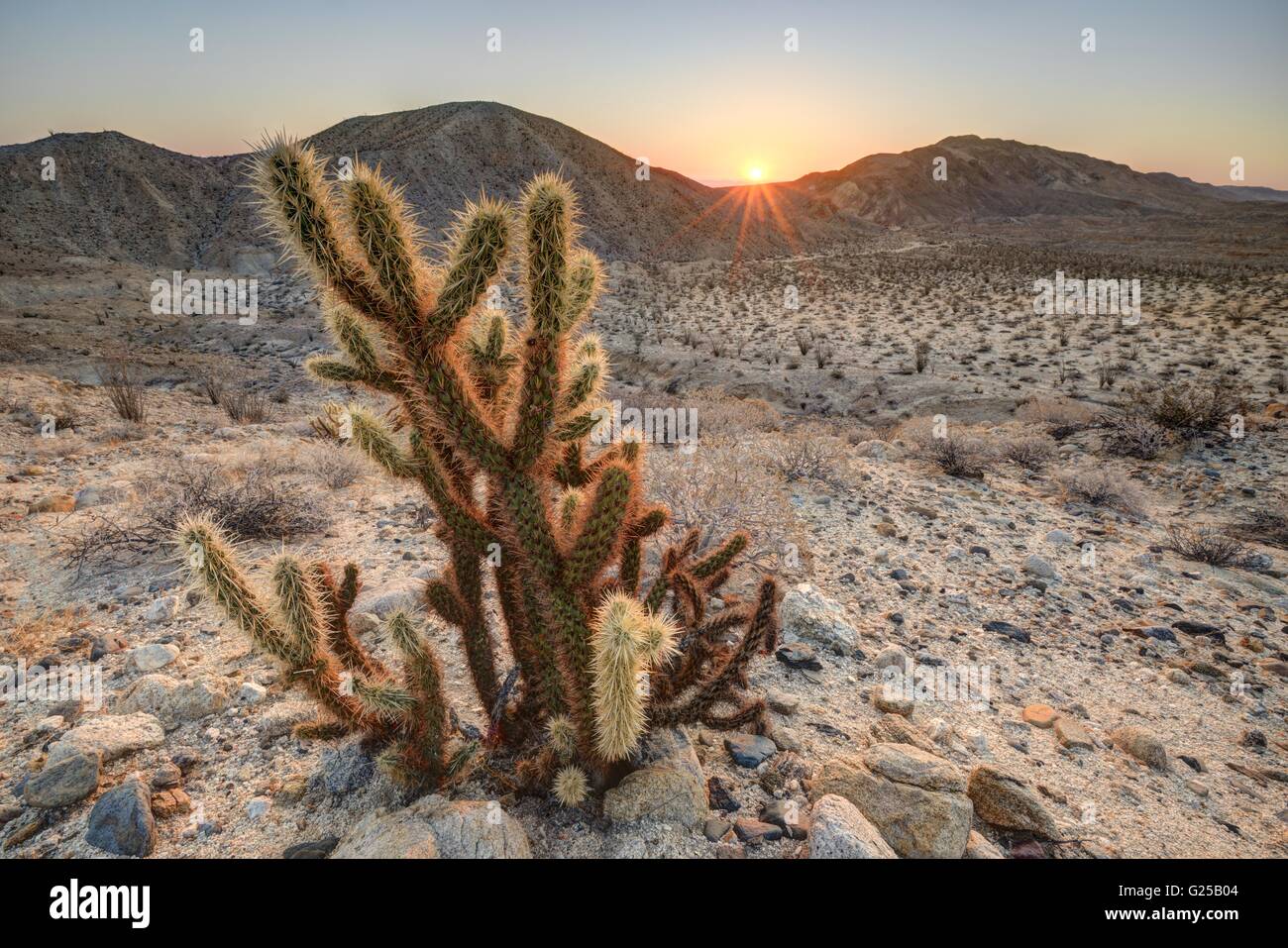 Gros plan d'un cactus au lever du soleil, parc national du désert d'Anza-Borrego, Californie, États-Unis Banque D'Images