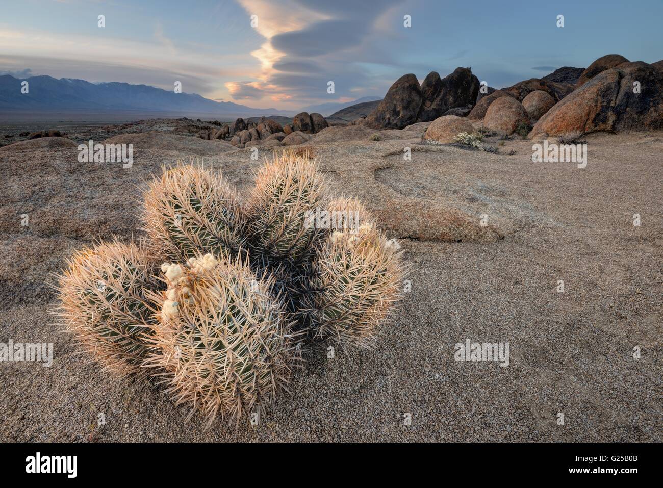 Gros plan de Cactus et de Lenticular Cloud, Alabama Hills National Recreation Area, Californie, États-Unis Banque D'Images