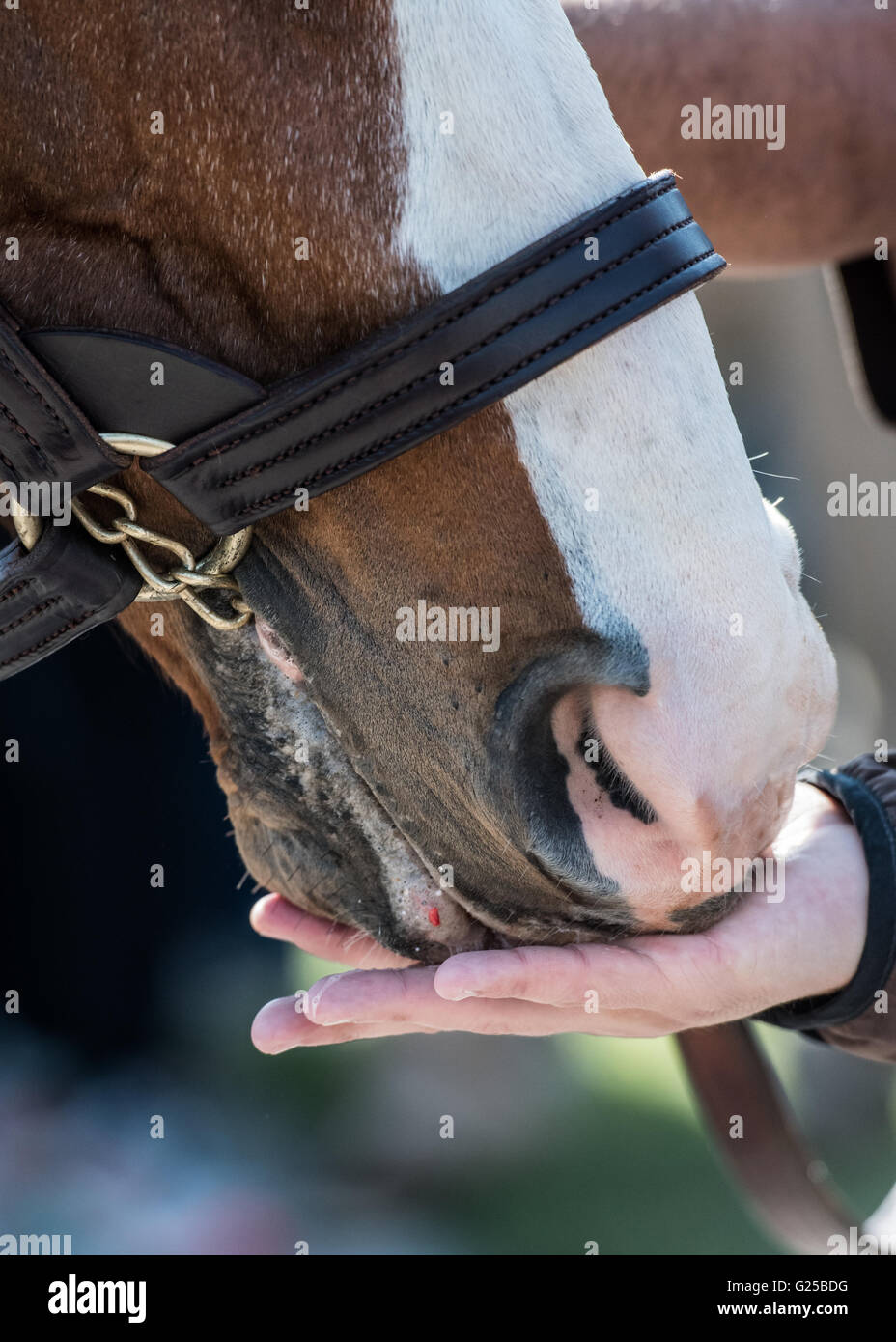 Peppermint traite mangé hors d'un formateurs part par un cheval brun et blanc Banque D'Images