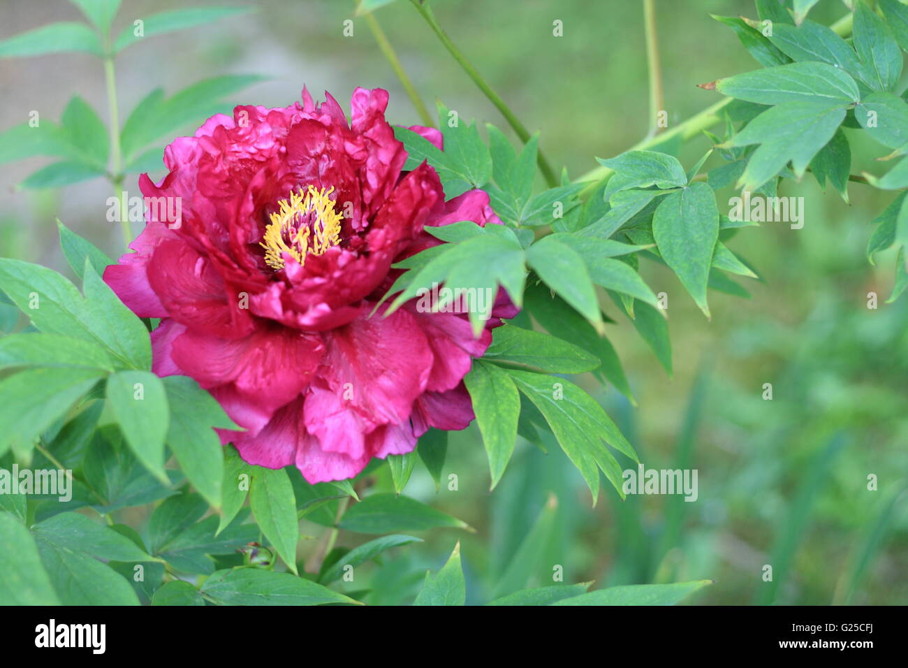 Bel arbre en fleurs de pivoine Banque D'Images