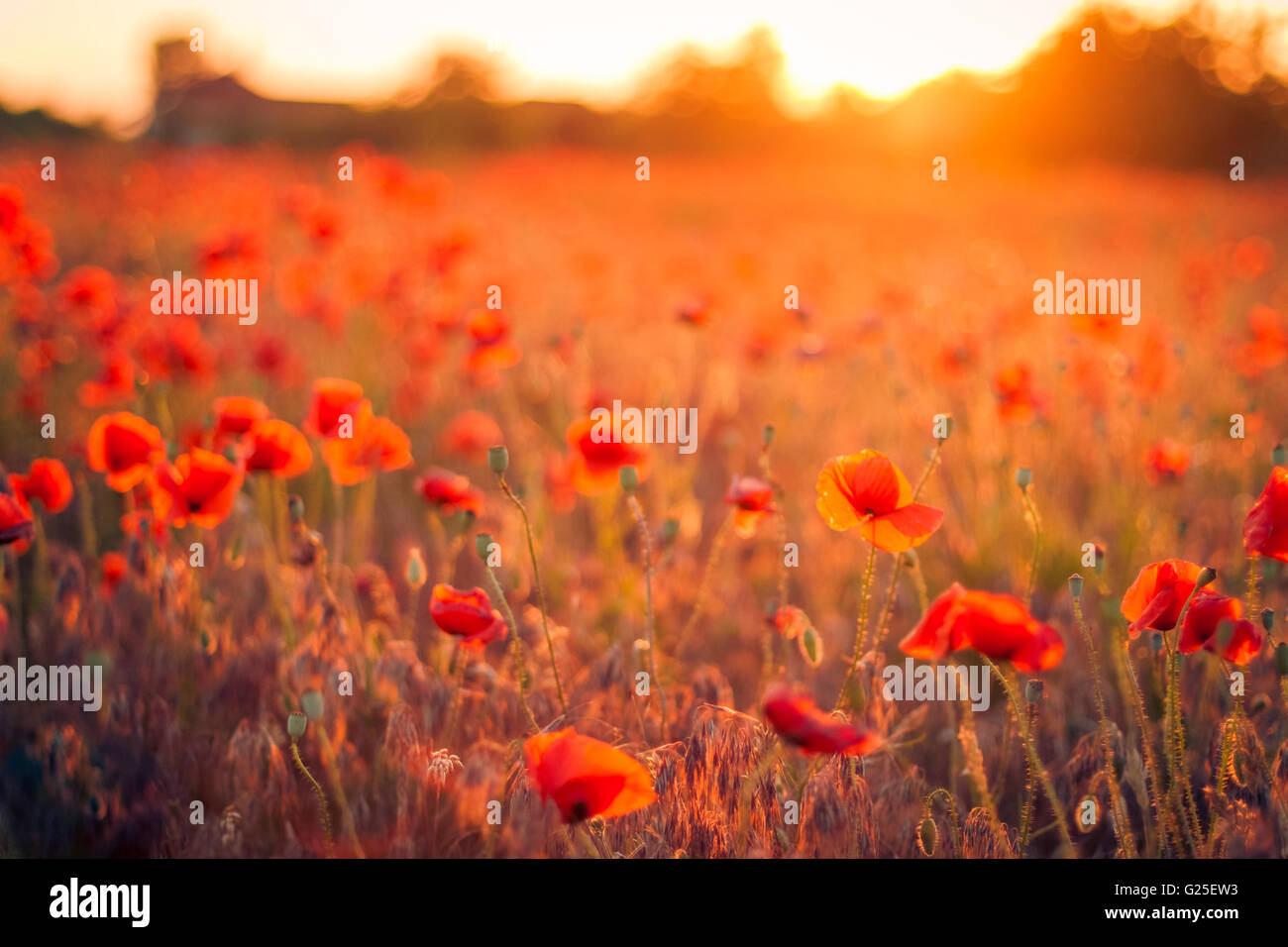 Paysage avec beau coucher de soleil sur champ de coquelicots Photo Stock -  Alamy