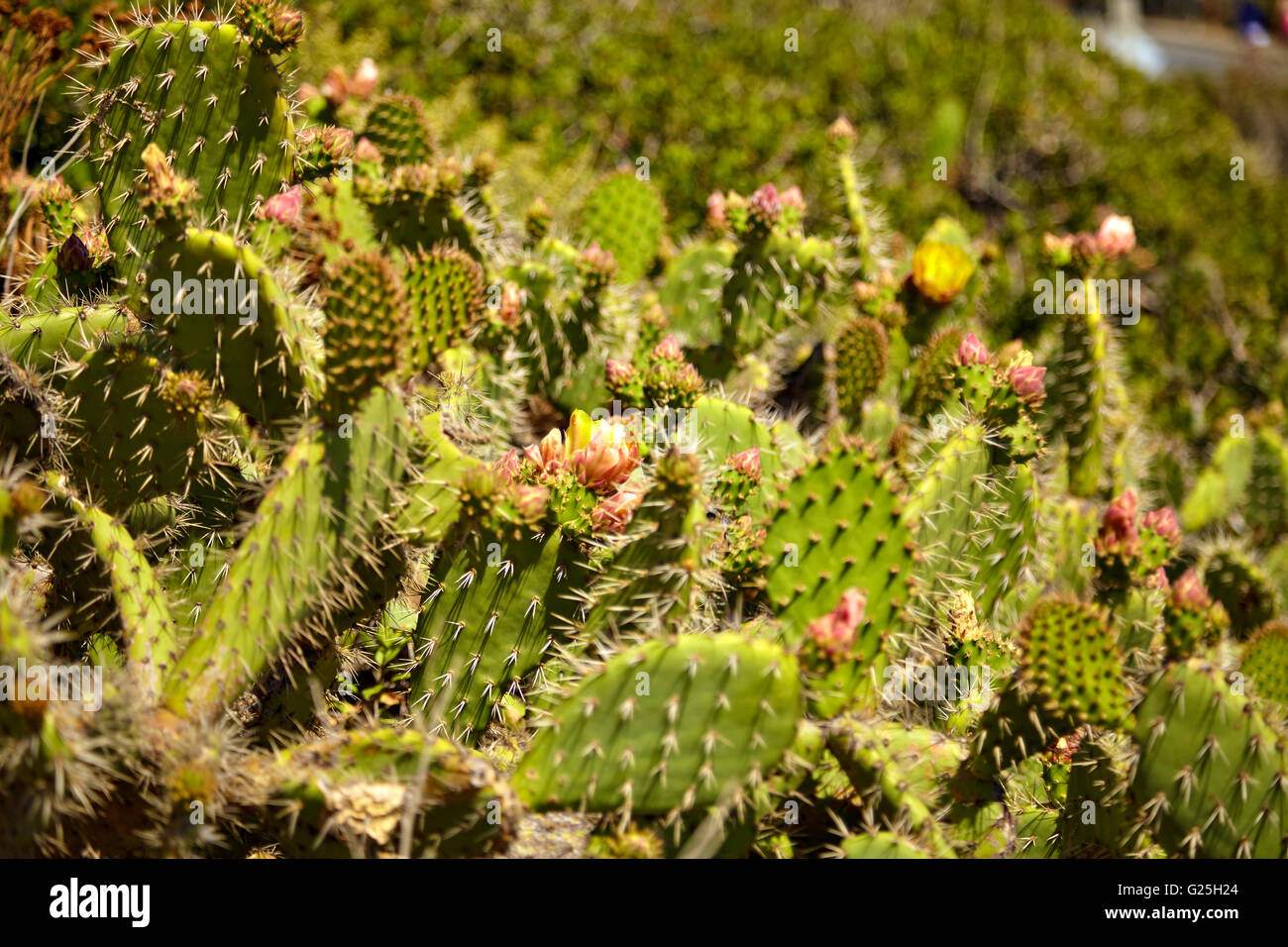 Cactus à fleurs et fleurs sauvages couverture indienne Banque D'Images