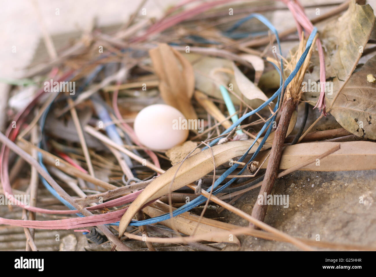 Oeufs de Pigeon Banque D'Images