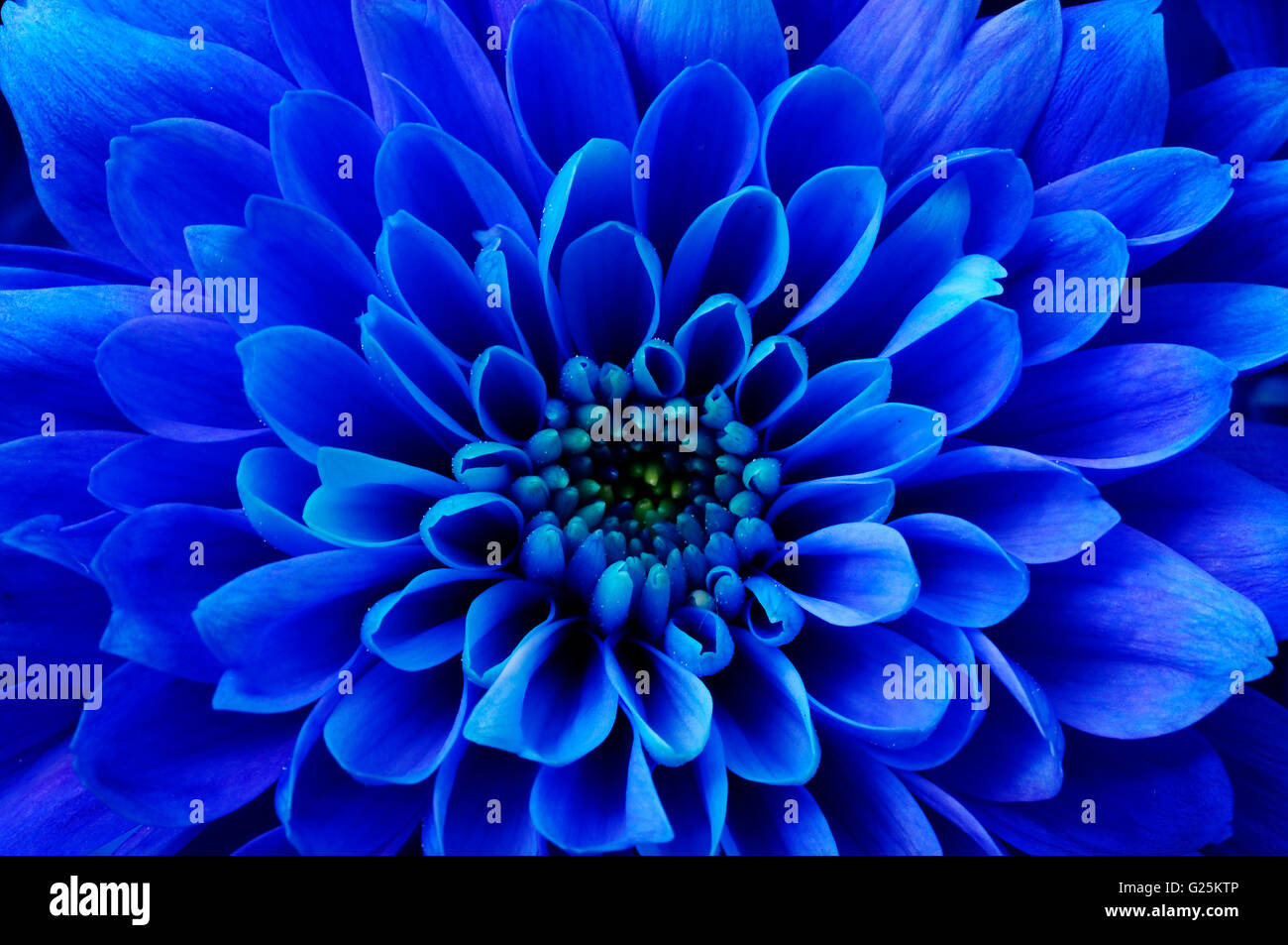 Close up of blue aster fleurs détails de background Banque D'Images