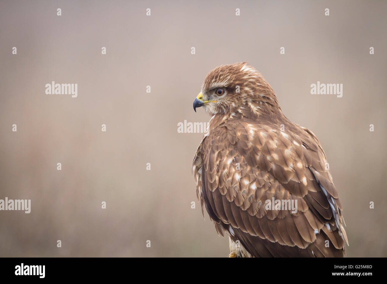 Eurasian Buzzard (Buteo buteo) portrait. Ivars, lac. Lleida province. La Catalogne. L'Espagne. Banque D'Images