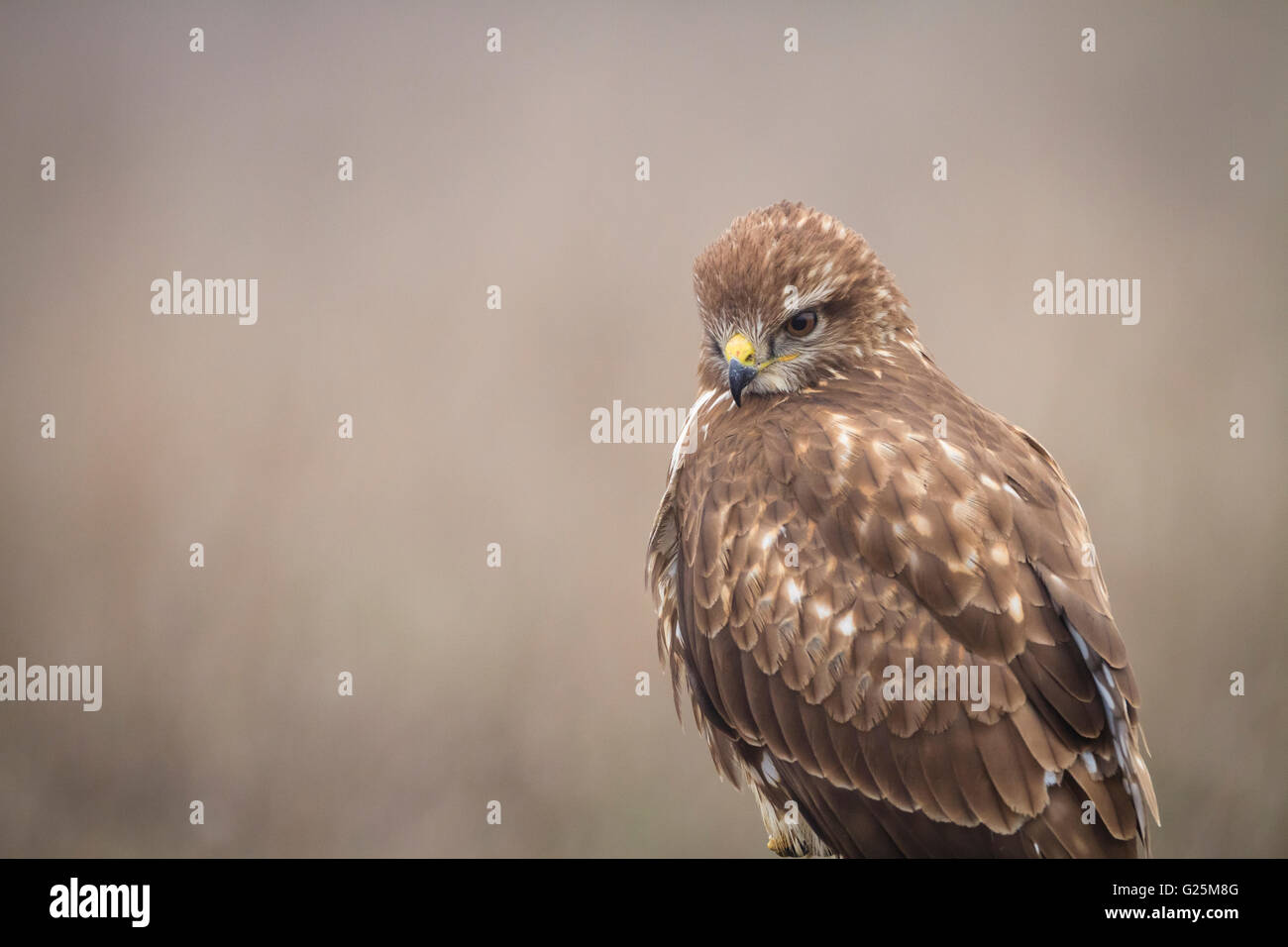 Eurasian Buzzard (Buteo buteo) portrait. Ivars, lac. Lleida province. La Catalogne. L'Espagne. Banque D'Images
