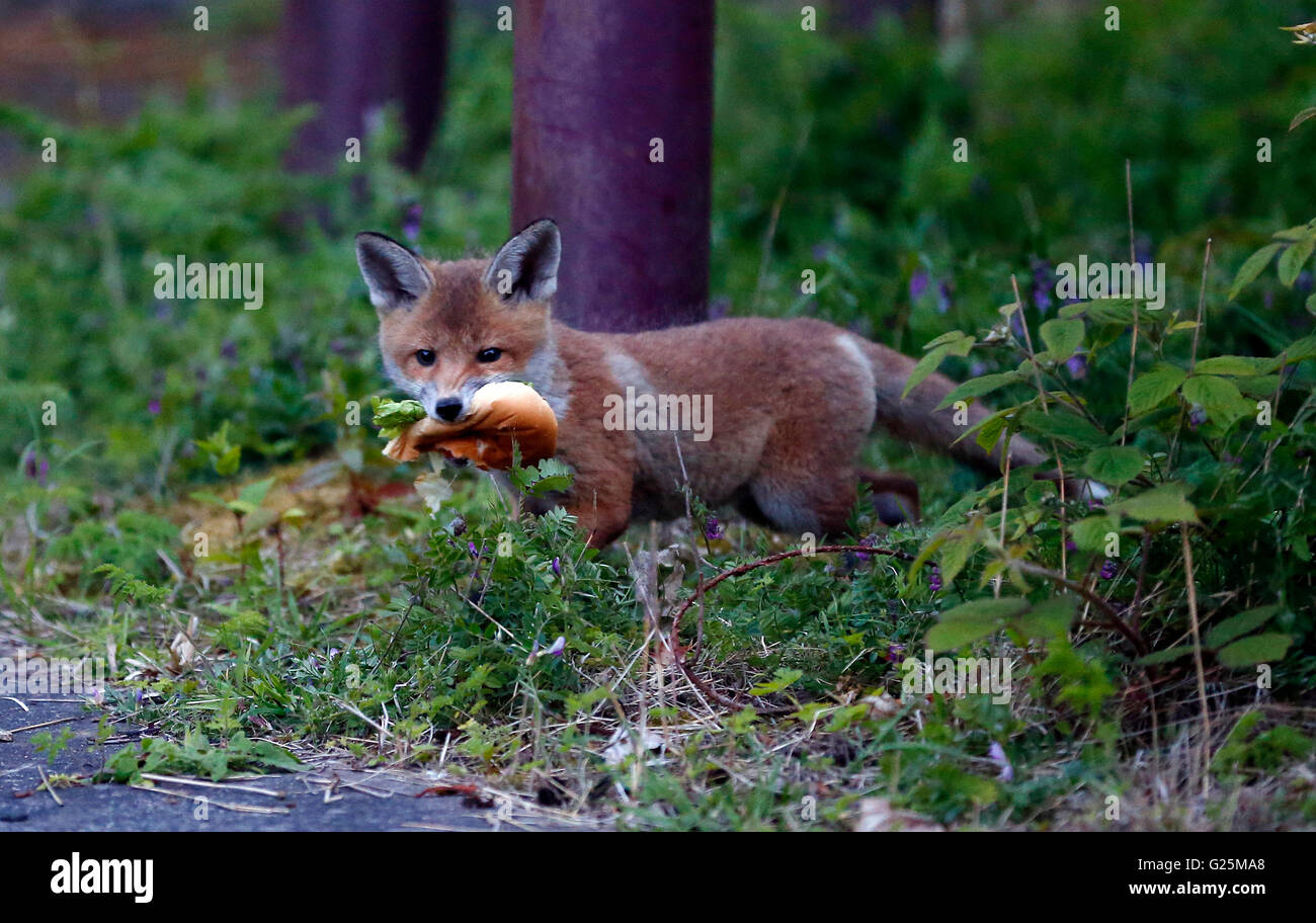 Un renard urbain porte un rouleau sandwich jetés dans sa bouche près de Tynemouth sur North Tyneside. Banque D'Images