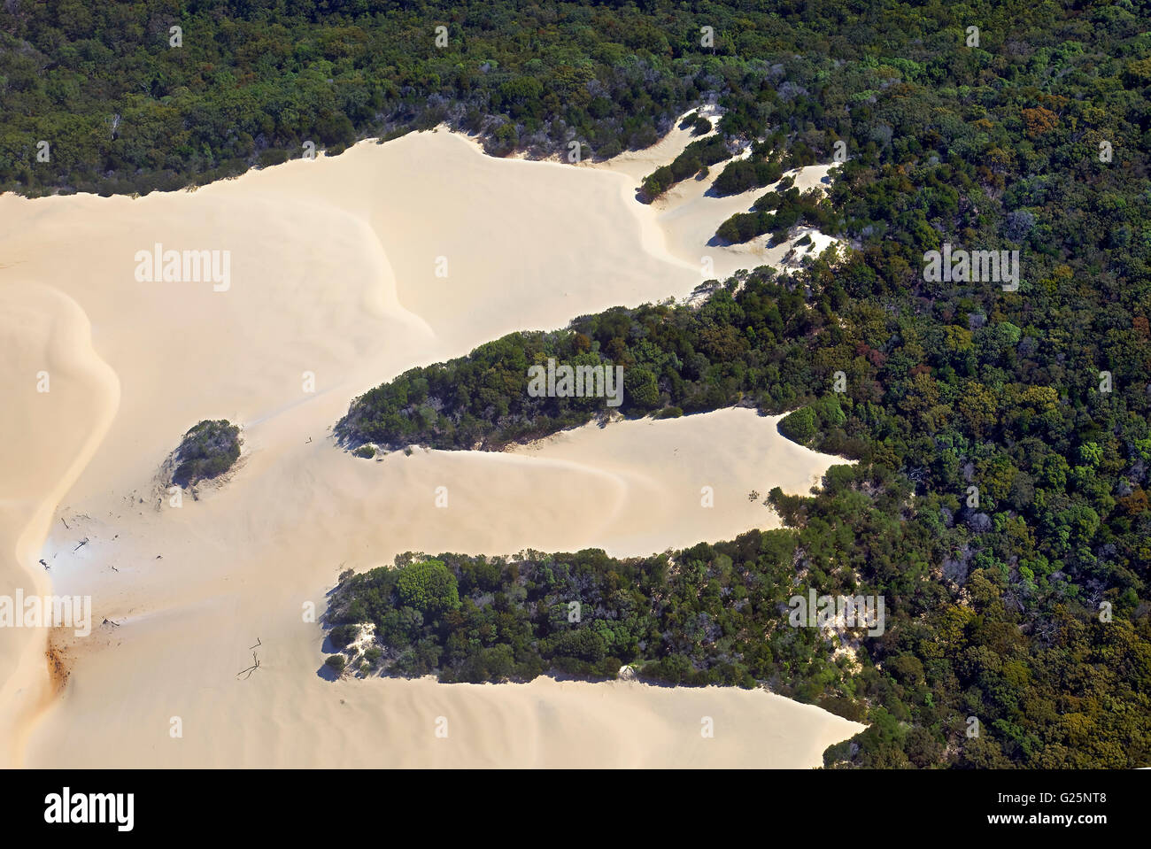 Vue aérienne, sable, Plage, Forêt, UNESCO World Heritage Site, Fraser Island, Great Sandy National Park, Queensland, Australie Banque D'Images