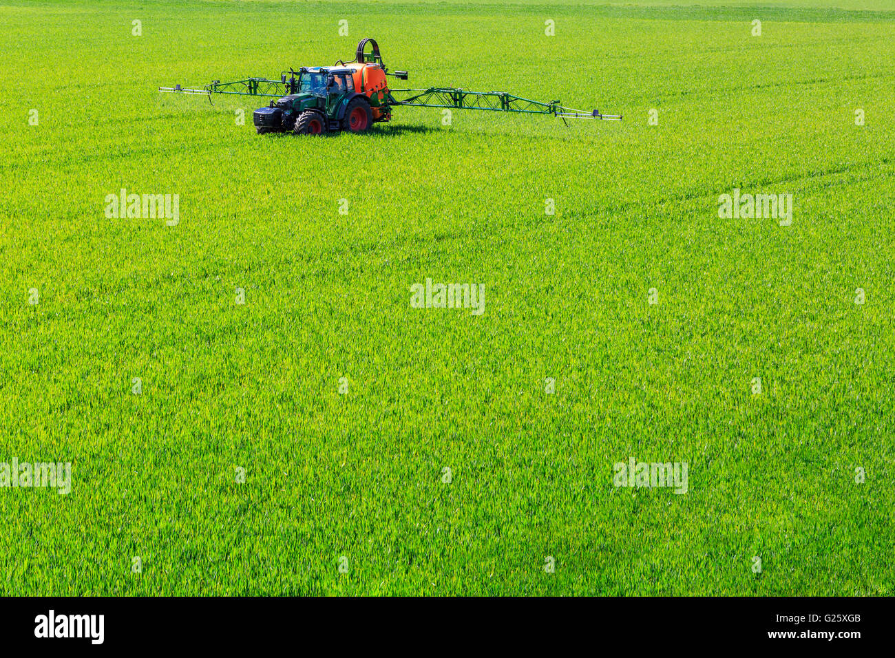 La pulvérisation de pesticides glyphosate du tracteur sur un champ de maïs Banque D'Images