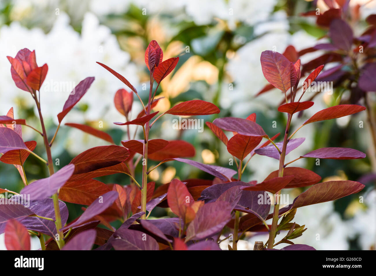 Prunus serrula Pourpre Royale, la fumée Bush Banque D'Images