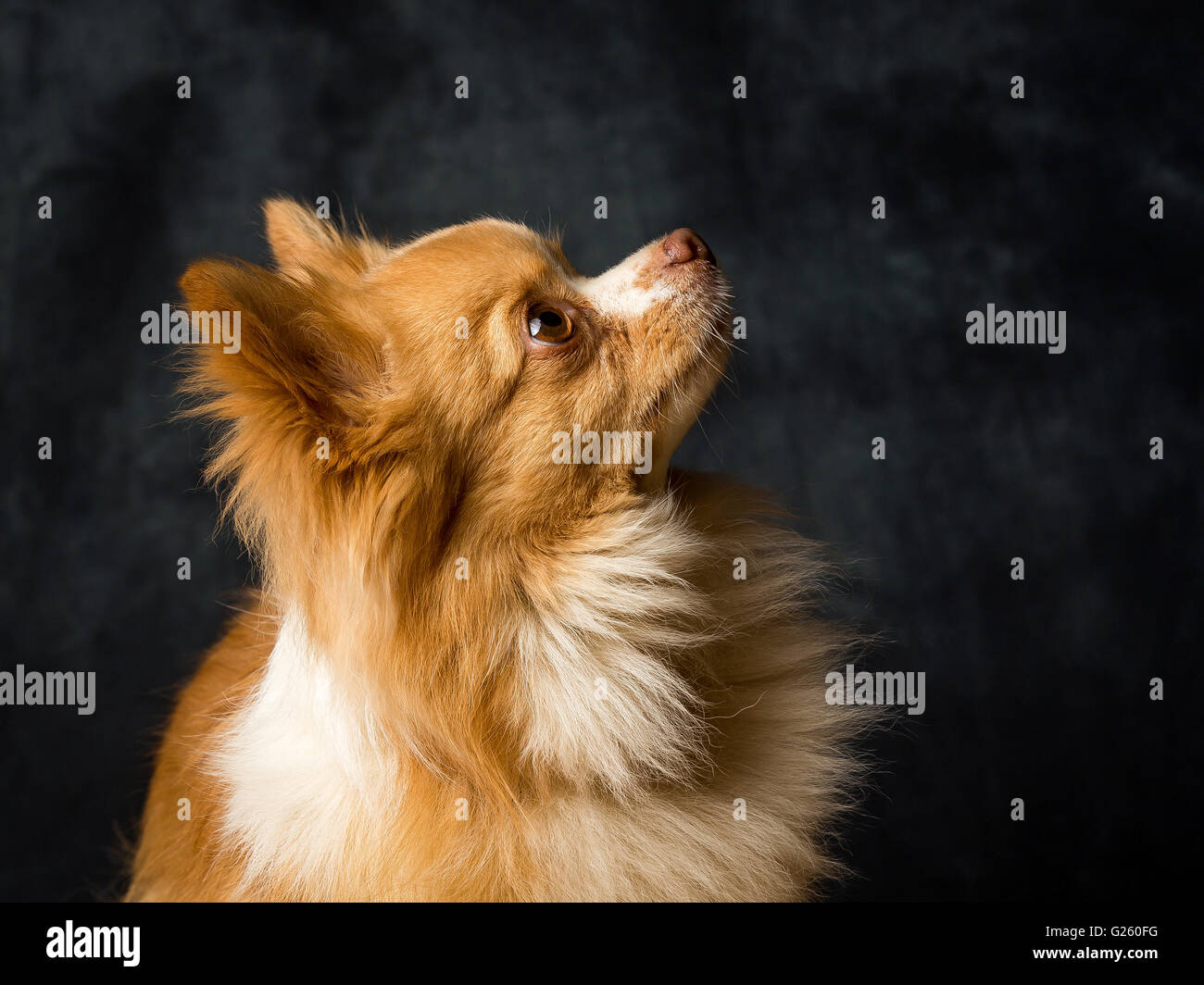 Charlie Long haired Chiwawa Banque D'Images