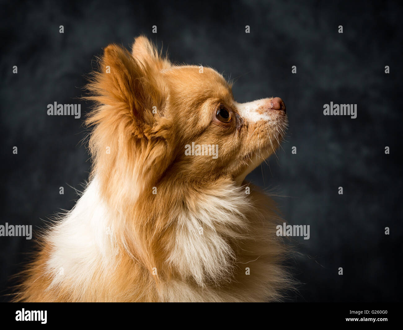 Charlie Long haired Chiwawa Banque D'Images