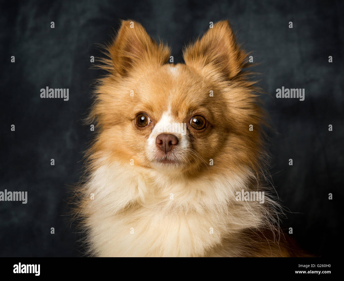 Charlie Long haired Chiwawa Banque D'Images