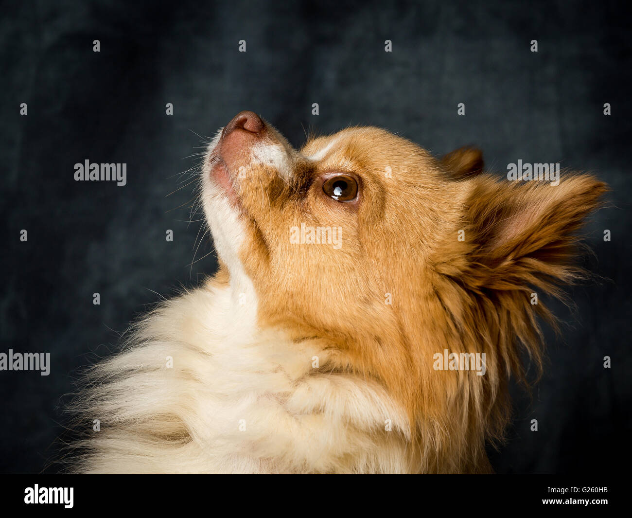 Charlie Long haired Chiwawa Banque D'Images