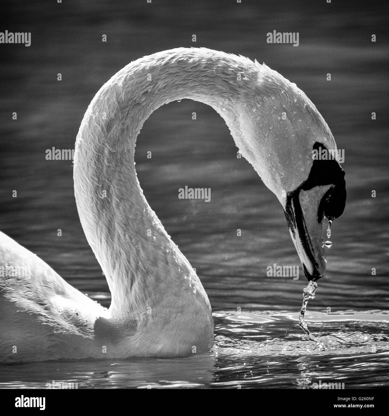 L'eau potable Swan Banque D'Images