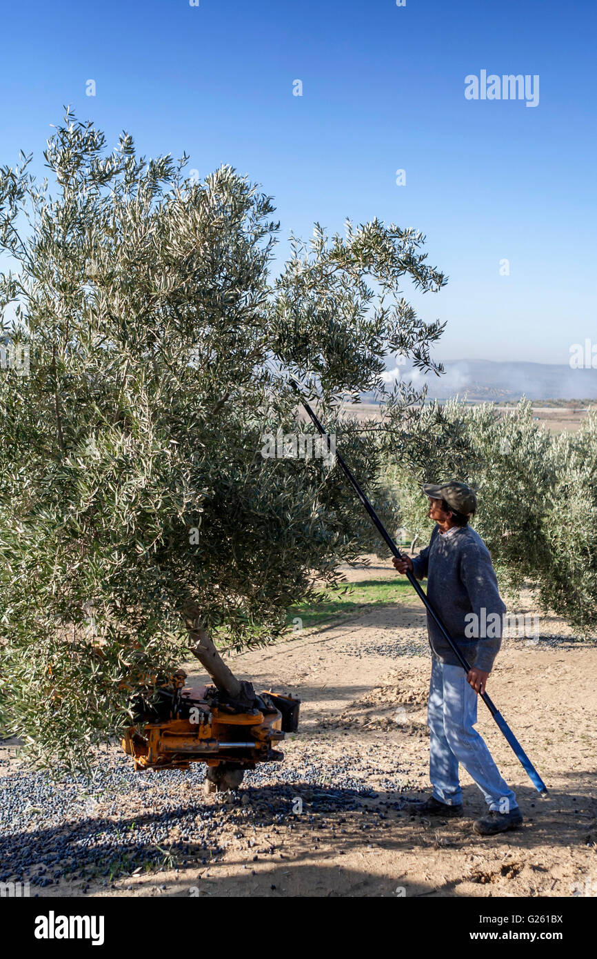 Jaen, Espagne - janvier 2008, 23 : Arbre de frapper avec un bâton pendant la collecte de la campagne de l'olivier dans l'hiver, prendre Banque D'Images