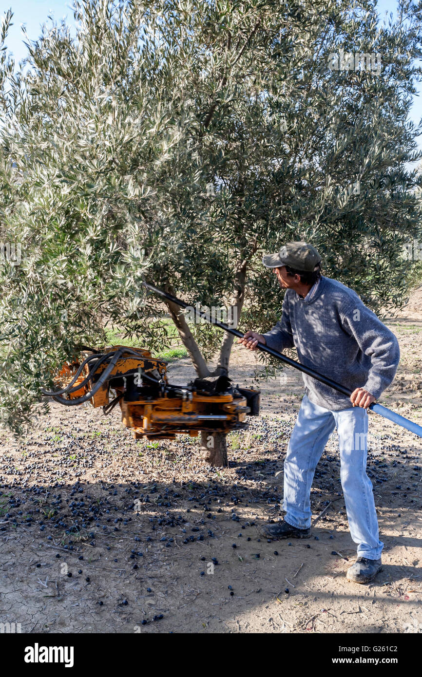 Jaen, Espagne - janvier 2008, 23 : Arbre de frapper avec un bâton pendant la collecte de la campagne de l'olivier dans l'hiver, prendre Banque D'Images