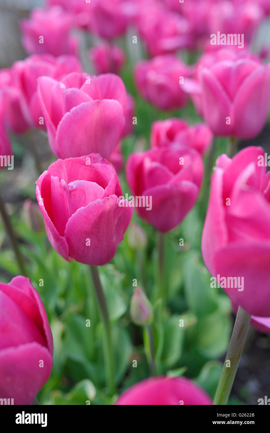 Masse de tulipe rose fleurs dans un coin de jardin ombragé chambres Banque D'Images