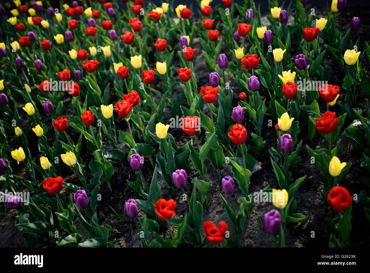 Tulipe violette et jaune Banque de photographies et d'images à haute  résolution - Alamy