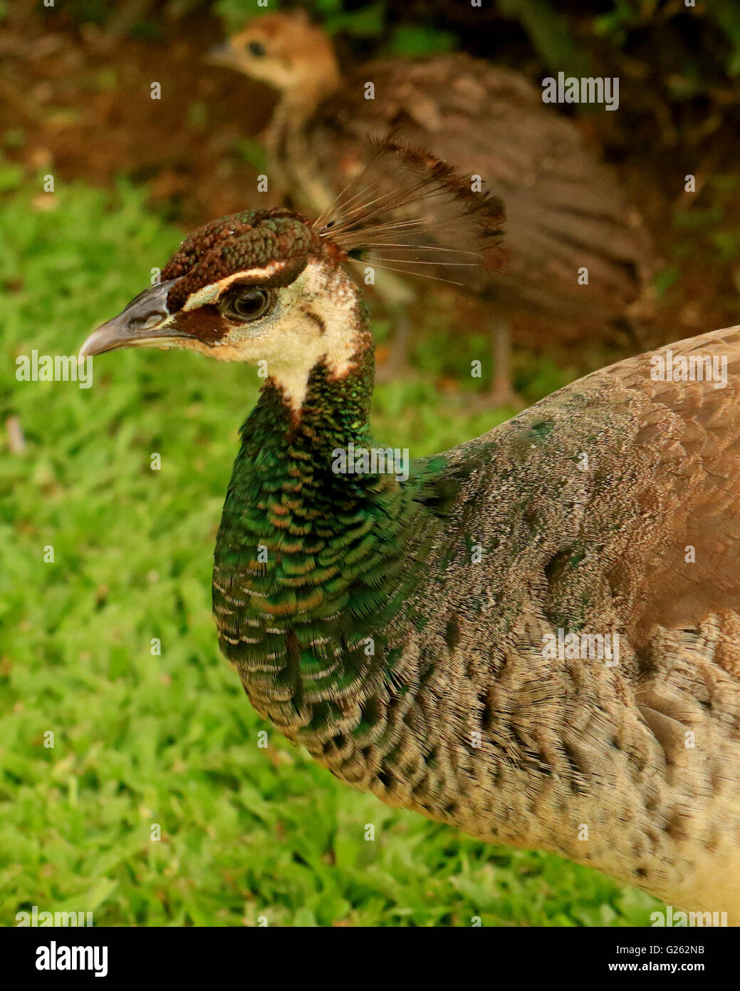 Peacock myanmar Banque de photographies et d’images à haute résolution ...