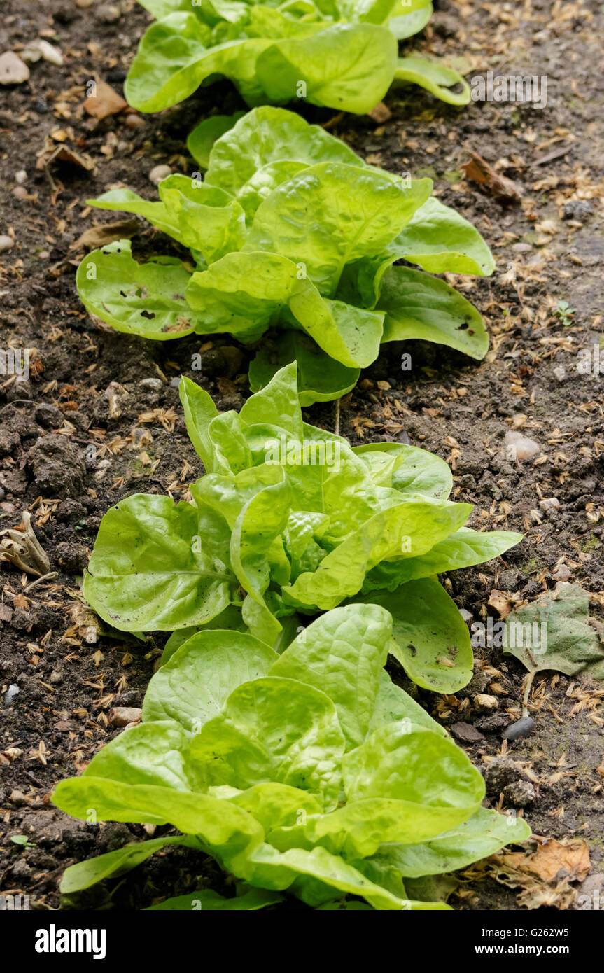 plantules de laitue qui poussent à la rangée Banque D'Images