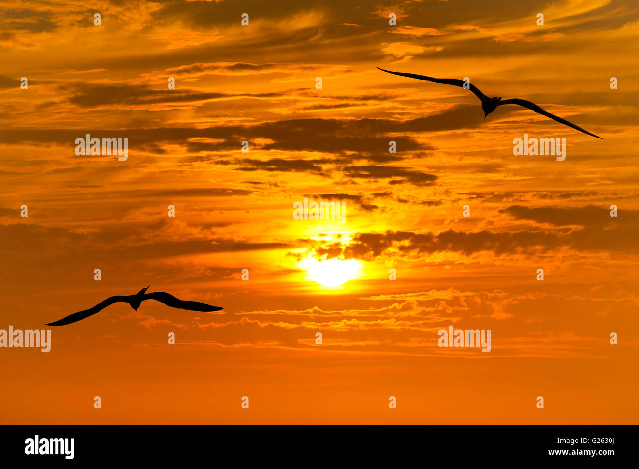 Silhouette d'oiseaux est un groupe d'oiseaux volant découpé avec un beau coucher de soleil jaune et orange éclatant d'infrarouge. Banque D'Images