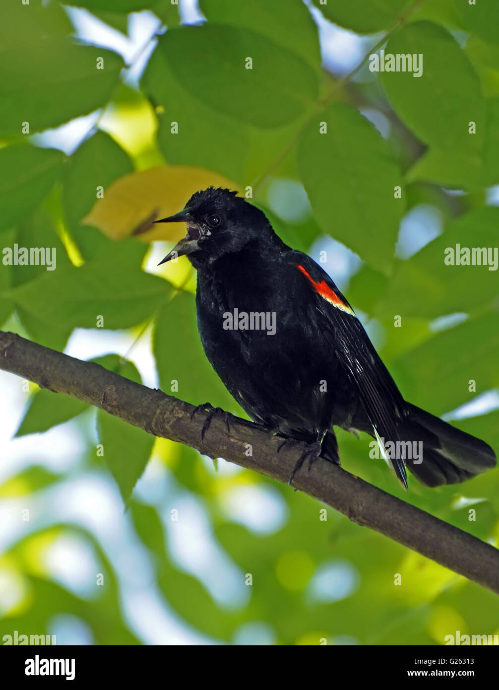 Le chant à épaulettes rouges Banque D'Images