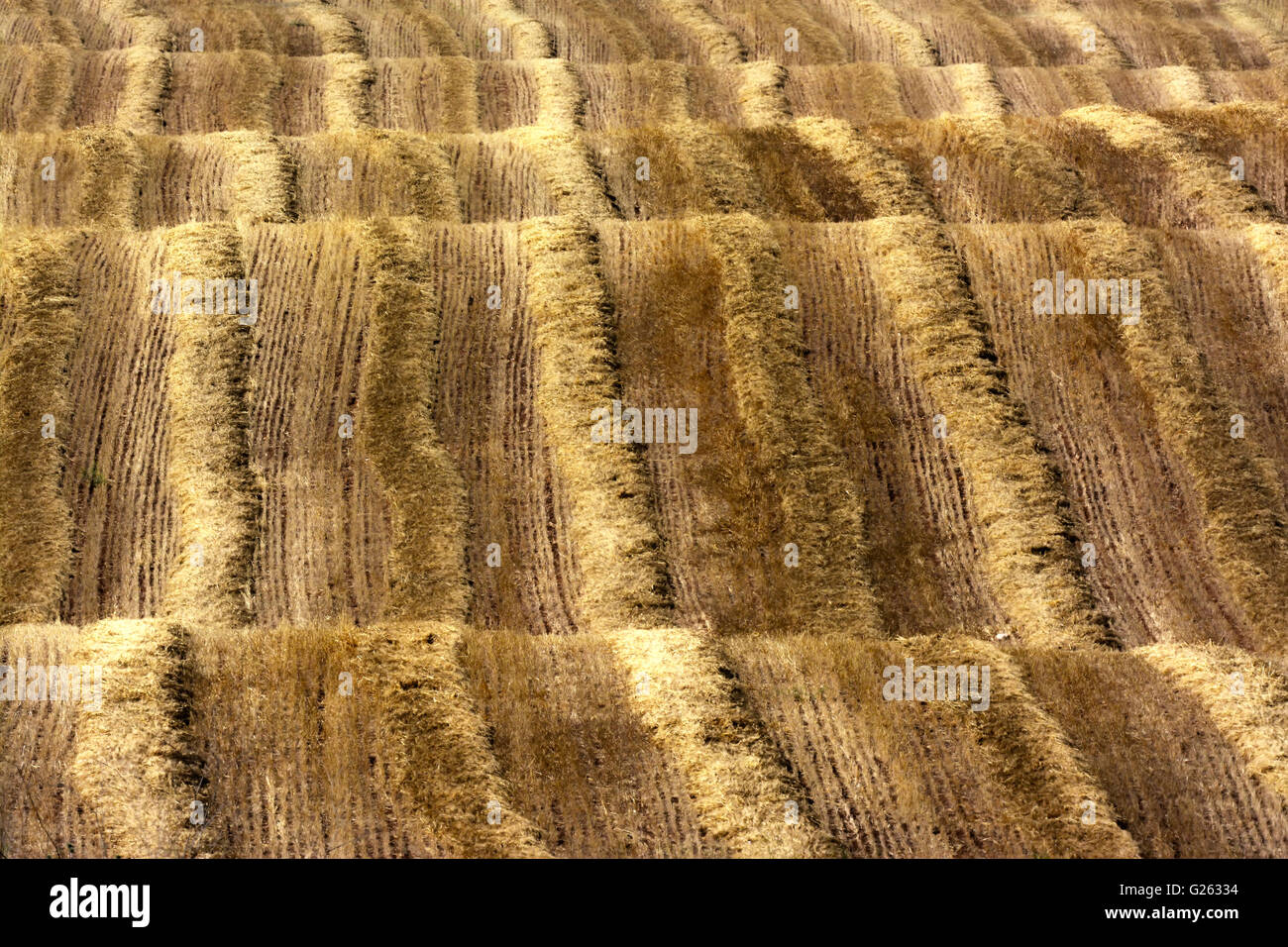 Terrain vallonné, vagues, Israël Banque D'Images