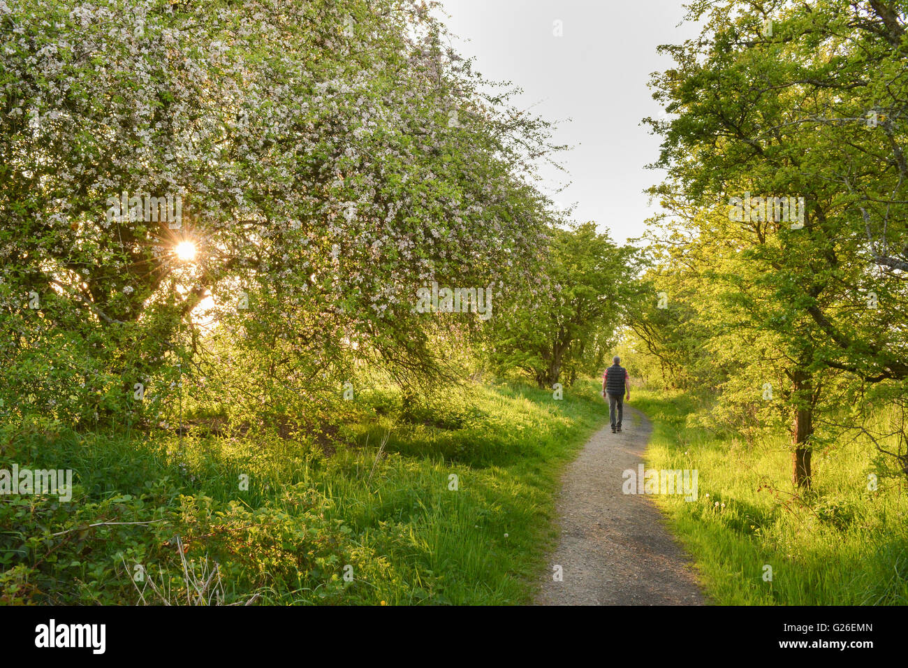Gartness, Stirlingshire, Scotland, UK. 25 mai, 2016. UK - beau soir lumière éclairant un pommier crabe couverts en fleurs comme un homme prend une promenade en soirée Crédit : Kay Roxby/Alamy Live News Banque D'Images