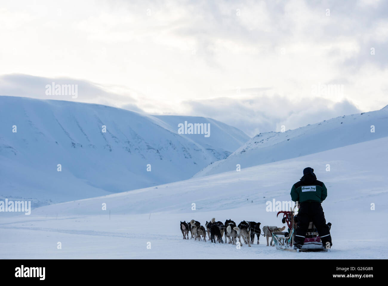 Chien de Traîneau en hiver, Longyearbyen Svalbard, Spitzberg, Norvège Banque D'Images