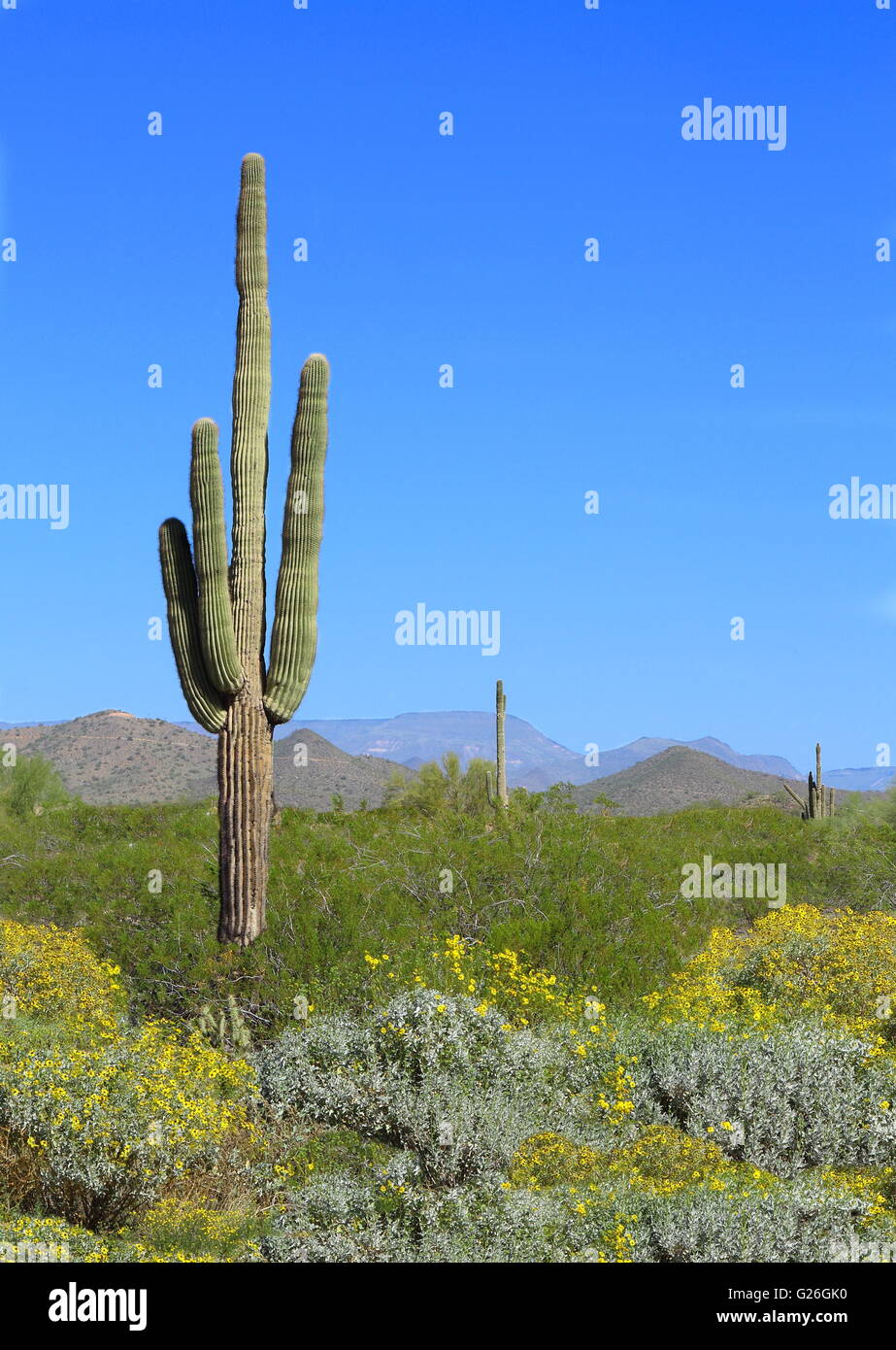 Saguaro Cactus avec des fleurs sauvages du printemps en fleurs - Saguaro Cactus avec des fleurs sauvages dans le désert de l'Arizona Banque D'Images