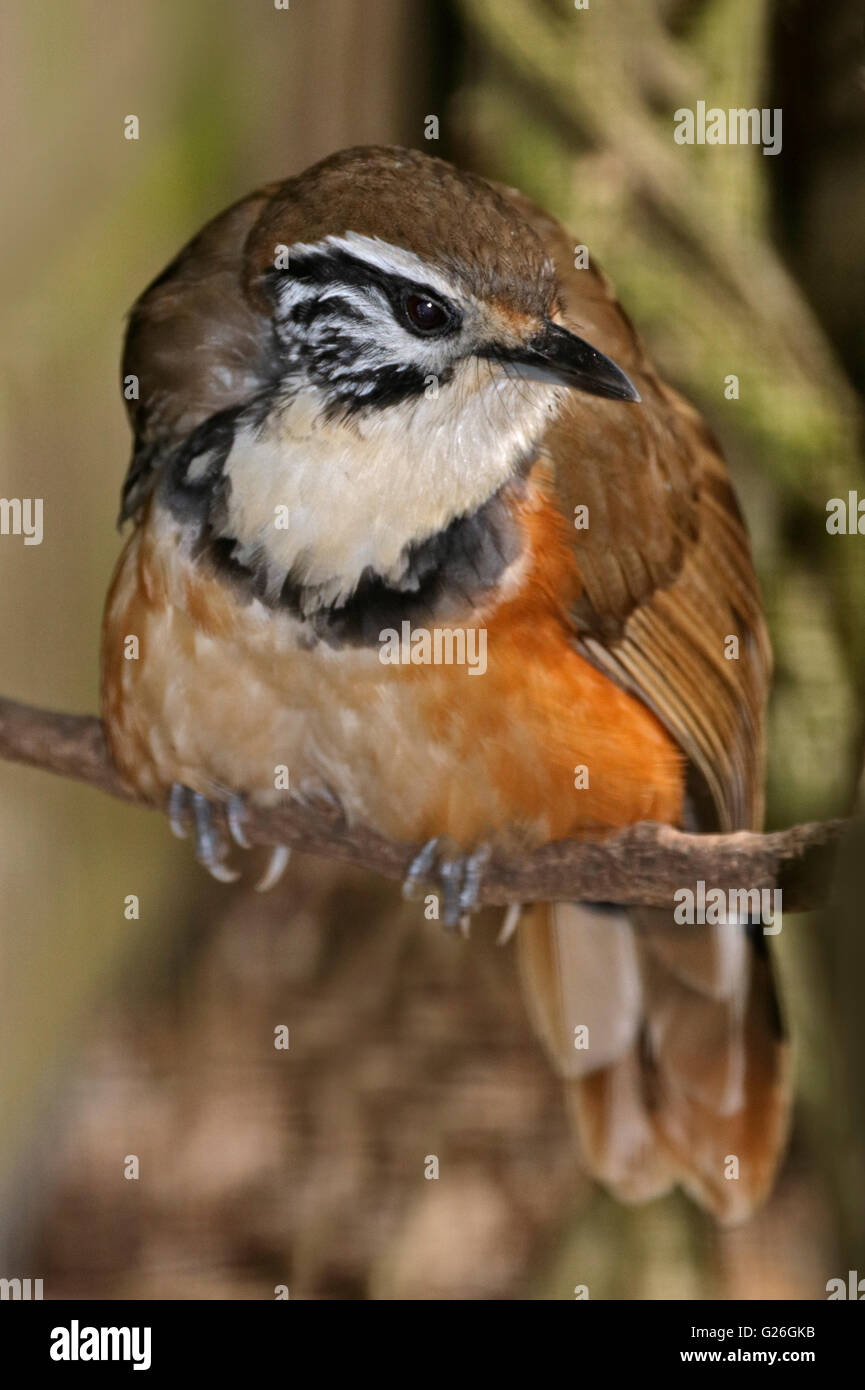 Plus Necklaced Laughingthrush (garrulax pectoralis) Banque D'Images