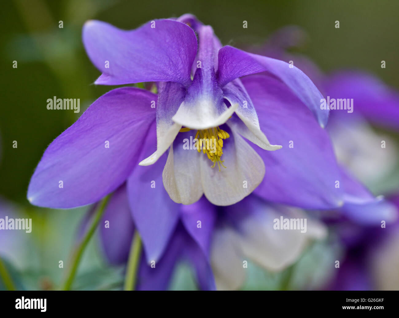 Aquilegia Spring Magic (bleu et blanc) Columbine Banque D'Images