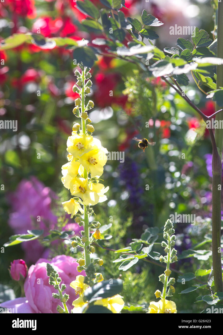 Une abeille s'envole à partir d'un mixte jaune antirrhinum vers les fleurs et plantes sur une belle journée ensoleillée à Chelsea à l'ERS. Banque D'Images