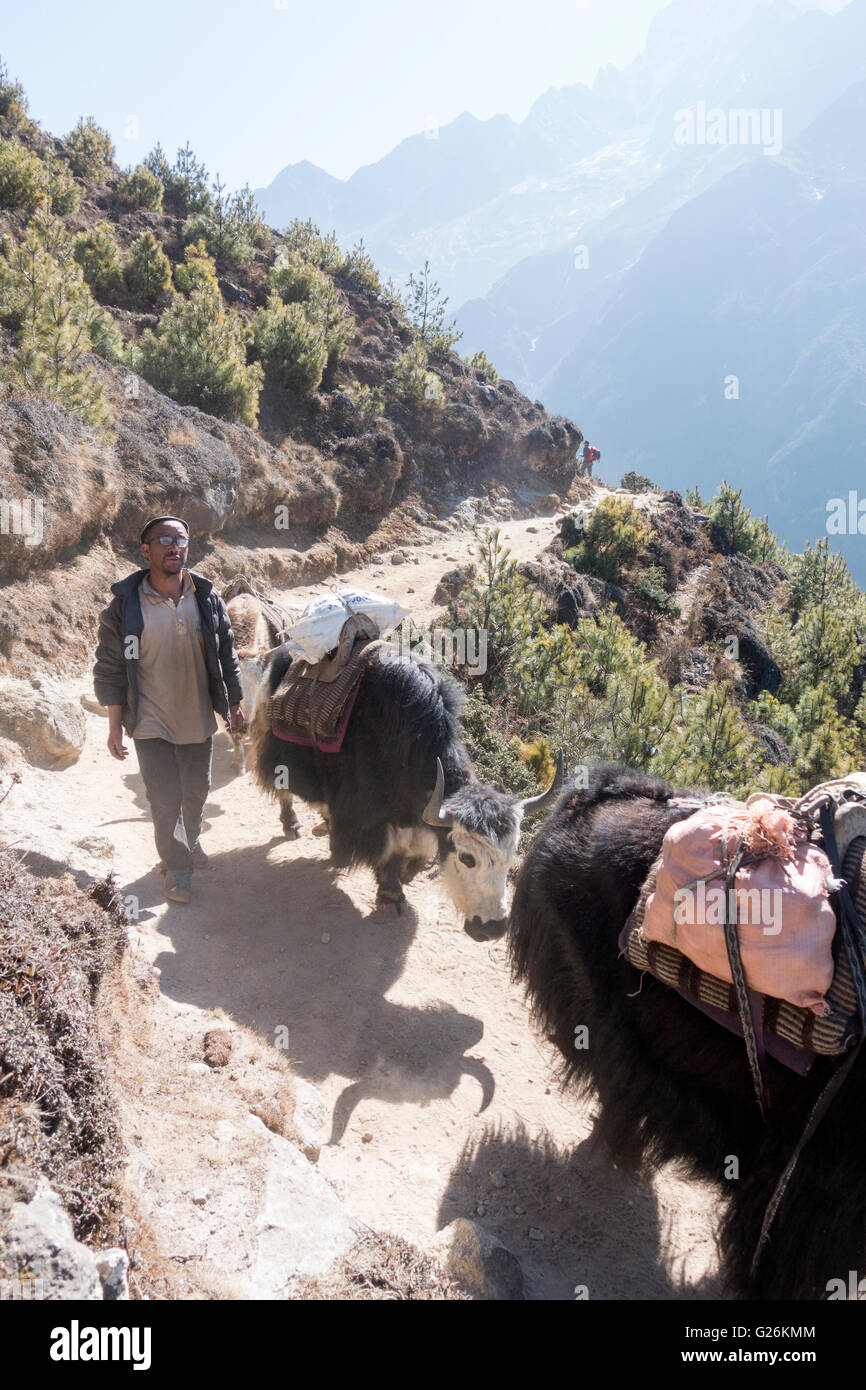 Yak herder avec ses yacks sur un sentier dans la région de Khumbu, Himalaya, Népal Banque D'Images