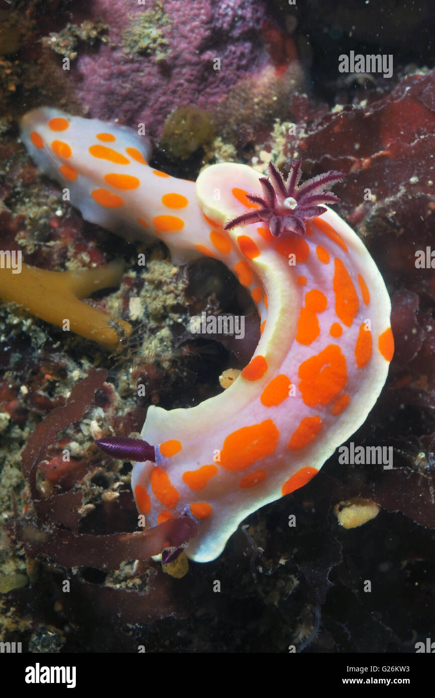 Nudibranche Ceratosoma amoenum Clown Banque D'Images