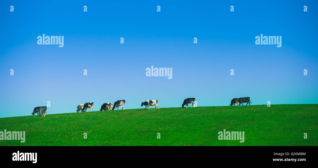 Vaches dans un pâturage pâturage, Champagne, France Banque D'Images